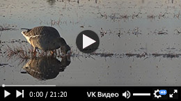 Свой среди чужиих