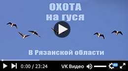 Охота на гуся, весна 2015