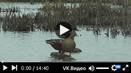Охота на селезня, весна 2015