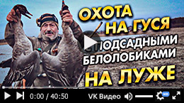 Охота на гуся под Рязанью весной 2024