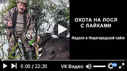 Охота на лося с лайками
