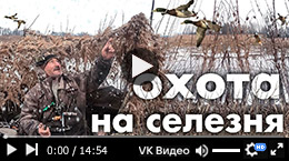 Охота на селезня под Рязанью