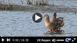 Охота с подсадными утками под Рязанью